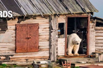 Фотоконкурс «Дикие животные и птицы в городе» от 35AWARDS