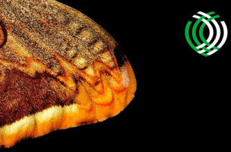 Фотоконкурс Королевского общества биологии — Royal Society of Biology