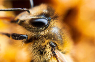 Творческий конкурс «Фантастическая пчела»