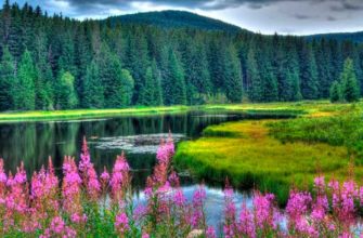 Фотоконкурс «Лето за окном»