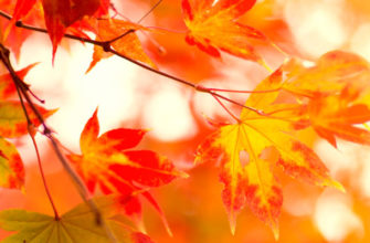 Фотоконкурс «Наедине с осенью»