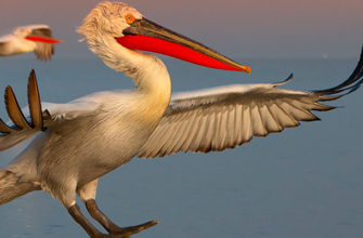 Продолжается прием фоторабот на первую в России научно-просветительную некоммерческую выставку, посвященную пеликанам.