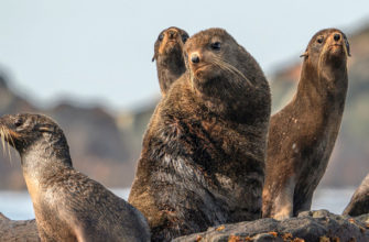 Детско-юношеский фотоконкурс «Природа России. Кубок победителей»