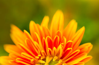 конкурс живописи и фотографии «Сила цветов-2021»